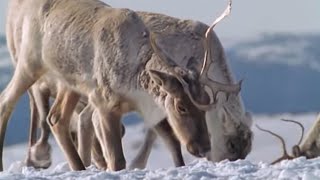 Caribou Search for Food During a Cold Winter  The Greatest Wildlife Show on Earth  BBC Earth [upl. by Ravahs]