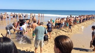 Tourists Attempt To Rescue Great White Shark [upl. by Iren]