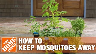 How to Get Rid of Mosquitoes Using Mosquito Control Tips  The Home Depot [upl. by Yennaiv327]