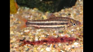 五線鉛筆魚Leporinus striatus [upl. by Marcel719]