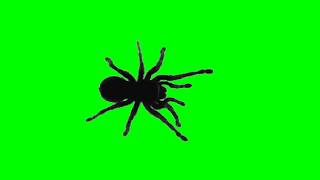 Spider Green Screen Video [upl. by Aemat680]