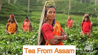 Glimpses Of India Tea From Assam  Fullहिन्दी में Explanation  Cbse  Class 10  NCERT YouTube [upl. by Lezirg]