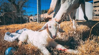 How did our GOAT give birth to a little LAMB [upl. by Claudine]