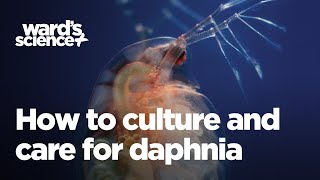 Caring and Culturing for Daphnia [upl. by Enilehcim]