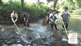 Pêche électrique sur la rivière de la smagne [upl. by Kellia]