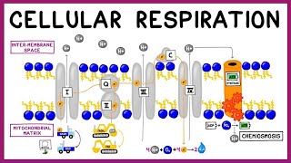 Cellular Respiration Glycolysis Krebs Cycle amp the Electron Transport Chain [upl. by Werra638]