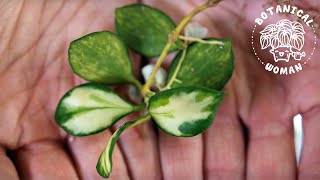 The BEST Method to Propagate Hoya Cuttings [upl. by Edvard]