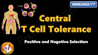 Central T cell Tolerance  Positive and Negative Selection FLImmuno77 [upl. by Bronson]