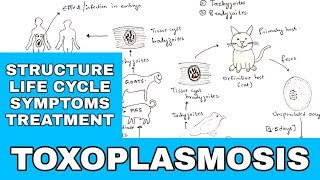 Toxoplasmosis  Toxoplasma gondii  Structure Life cycle Symptoms Treatment  Bio science [upl. by Yerd]