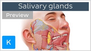 Salivary glands structure and functions preview  Human Anatomy  Kenhub [upl. by Diarmit]