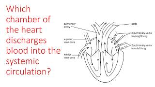 Heart and major blood vessels quiz [upl. by Crescen100]