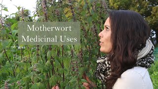 Medicinal Uses of Motherwort Leonrus cardiaca [upl. by Bonner143]