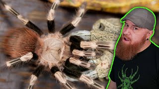 MASTERING Nhandu Chromatus Care Tips and Tricks for a Happy Tarantula [upl. by Procora]