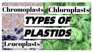 Types of PLASTIDS in plant cells and their functions [upl. by Aiciram392]