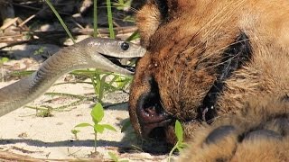 Black Mamba Bites Lion Stock Footage 01 [upl. by Romeon258]