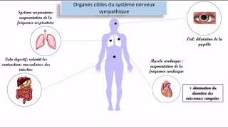 Le système nerveux autonome SNA [upl. by Dermott]