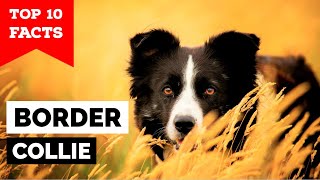 Border Collie  Top 10 Facts [upl. by Rhianon]