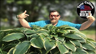 SECRETS to Growing Huge Hosta  QUICKLY [upl. by Mitzie]