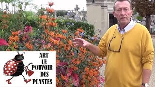 chaine tv de Jardinage Leonotis leonorus Comment faire une Bouture Queue de lion annuelle [upl. by Nimrak]