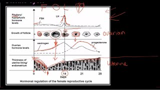 Grade 12 Life Sciences Human Reproduction Part 3 [upl. by Esom220]