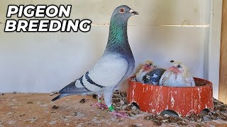 Basic PIGEON Breeding Requirments [upl. by Erhard]