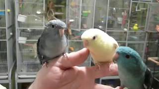 Lineolated Parakeets Talking [upl. by Rolf]