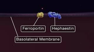 Intestinal Iron Absorption [upl. by Ilsel]