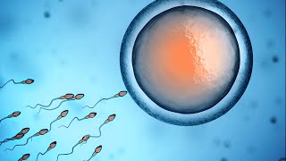 Human Physiology  Fertilization and Implantation [upl. by Gemoets]