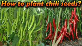 miris wagawa මිරිස් වගාව how to grow Chili home gardening Organic chilli cultivation sinhala wagawa [upl. by Levan856]