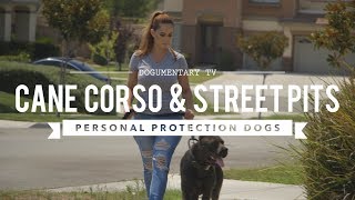 CANE CORSO amp STREET PITS AS PROTECTION DOGS [upl. by Havener]