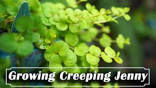 How to Grow Creeping Jenny [upl. by Kanor22]