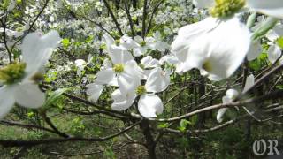 Dogwoods in Bloom [upl. by Eramat]