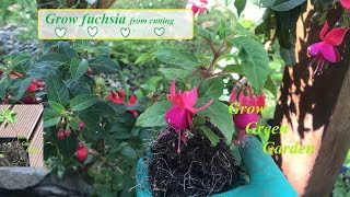 Grow Fuchsia From Cutting with updates [upl. by Assyla]