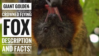 Giant GoldenCrowned Flying Fox  Description and Facts [upl. by Alaekim]