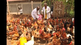 MILLIONAIRE KIENYEJI CHICKEN FARMER SUCCESS STORY PART 1 [upl. by Muiram791]