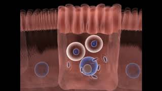 O ciclo de vida do Toxoplasma gondii  Parte 01 [upl. by O'Conner]