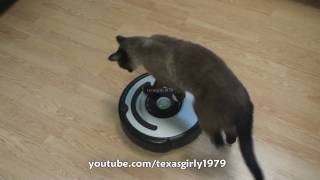 Cat shows HOW TO use iRobot Roomba Vacuum [upl. by Win]