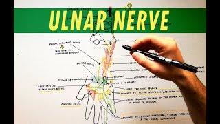 Ulnar Nerve  Anatomy Tutorial [upl. by Helfand]