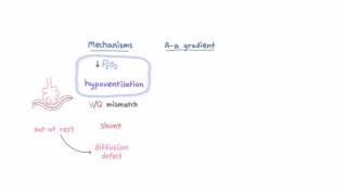 Mechanisms of hypoxemia [upl. by Ihteerp]