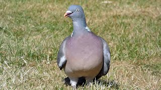 Bird Facts The Common Wood Pigeon [upl. by Ateuqram]