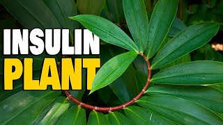 Insulin Plant  Nature’s Own Diabetes Medicine [upl. by Oglesby]