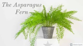 Asparagus Fern Care Guide [upl. by Attenaj]