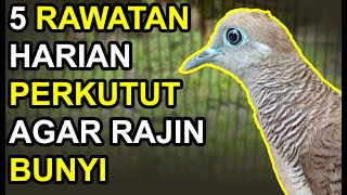 5 RAWATAN HARIAN PERKUTUT AGAR RAJIN BUNYI [upl. by Chip]