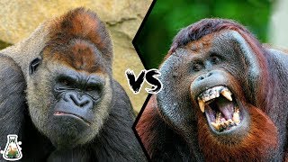 GORILLA VS ORANGUTAN  Who is the king of the Great Apes Family [upl. by Hayikaz]