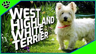 West Highland White Terrier Dog Facts  Dogs 101 [upl. by Quillon]