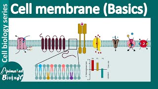 cell membrane overview [upl. by Tobey]