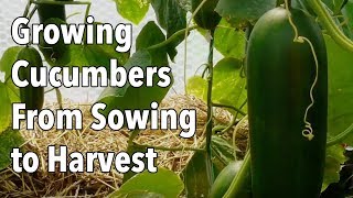 Growing Cucumbers From Sowing to Harvest [upl. by Koval618]