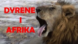 Dyrene i Afrika av Torbjørn Egner [upl. by Maybelle551]