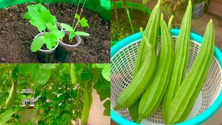 How To Grow Organic Ridge Gourd In Grow Bag Or Pot At Home GardenComplete Tutorial On Ridge Gourd [upl. by Pembrook]