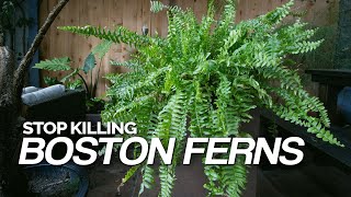 Stop Killing Your Boston Ferns Full Care Guide [upl. by Enyad260]